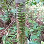 plante grimpante