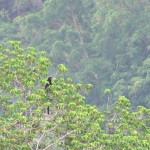 singe Belitung Indonésie Go Belitung