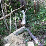 papan