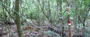 à-travers-bois Belitung Indonésie Go Belitung