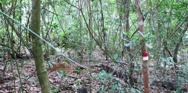 à-travers-bois Belitung Indonésie Go Belitung