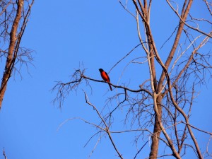 oiseau-rouge