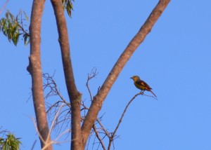 oiseau-rouge-femelle