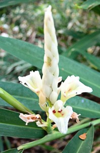 orchidee