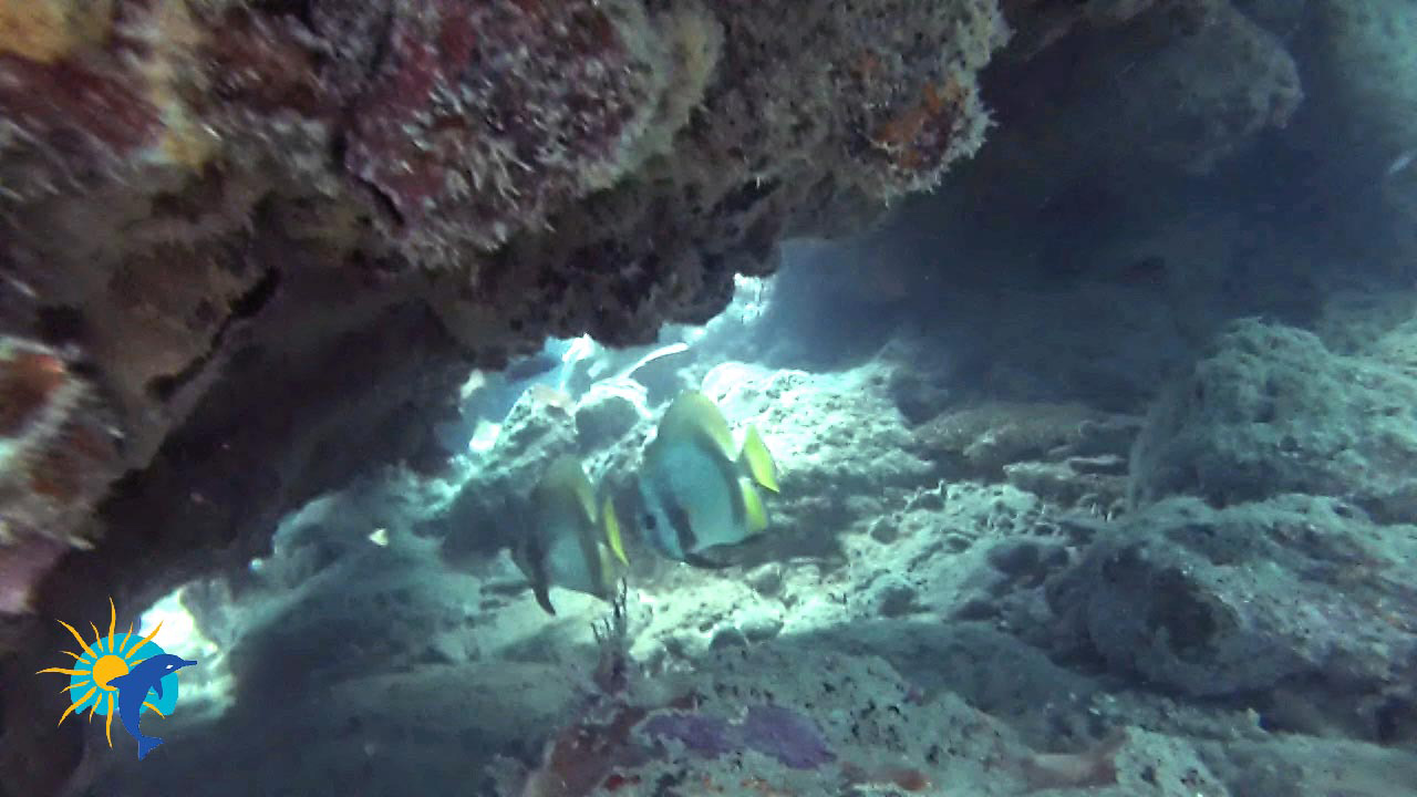 2 poissons Snorkeling Belitung Indonésie