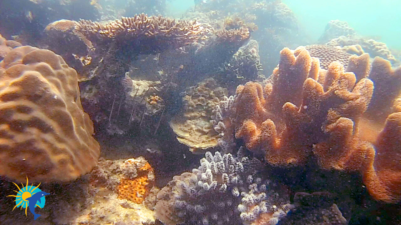 corail Belitung