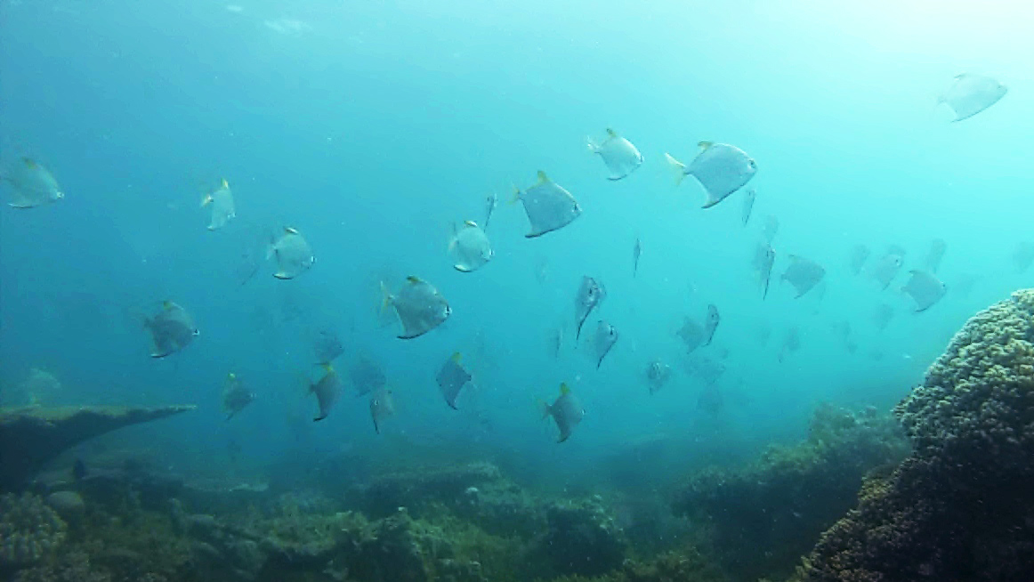 Snorkeling Belitung Indonésie ikan kerkitok Belitung Indonésie