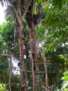 Gula Merah Belitung