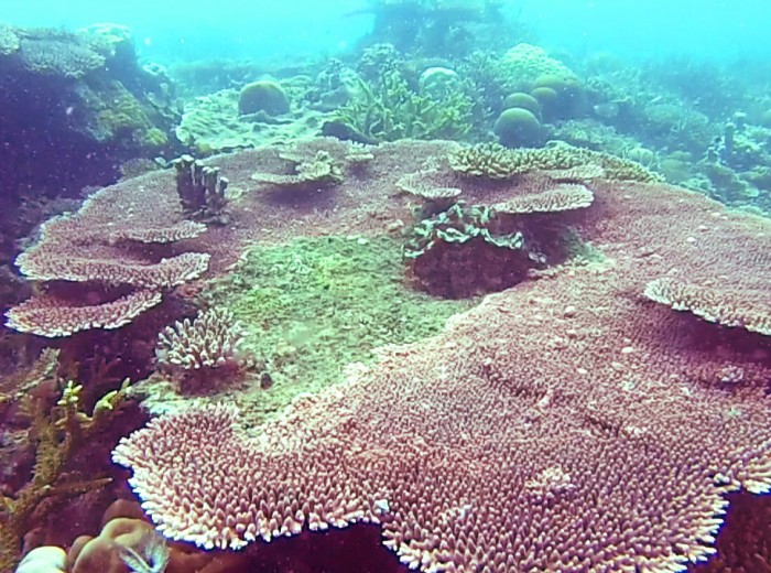 Coraux Ile de la tortue Belitung Indonesie