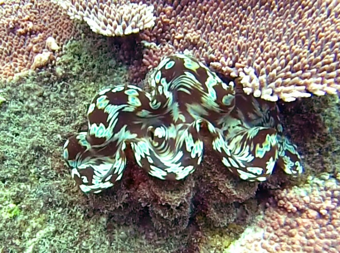 Coquillage Belitung Indonesie