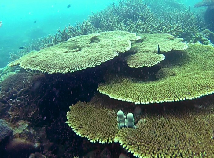 Coraux Ile de la tortue Belitung Indonesie