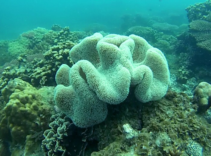 Corail Belitung Indonesie