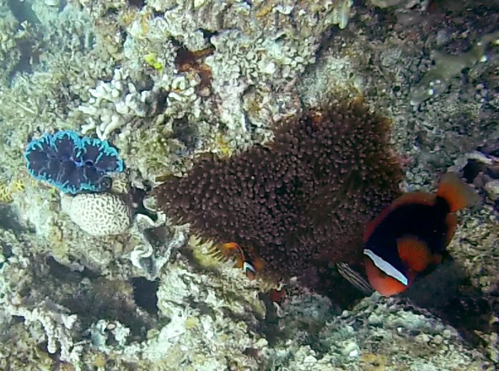 Coquillage et poisson clown Belitung Indonesie