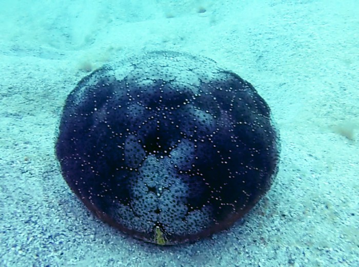 Etoile de mer ballon Belitung Indonesie