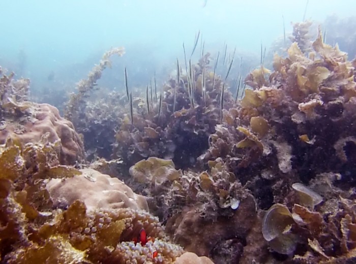 Poissons tetes en bas Belitung Indonesie