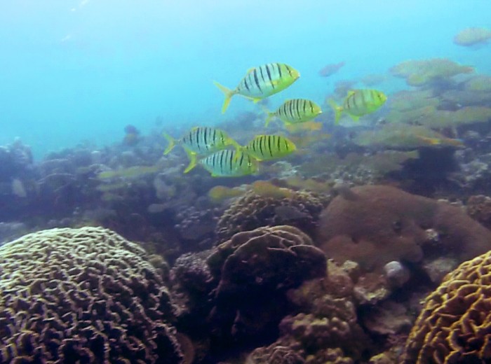Poissons jaunes rayes Belitung Indonesie