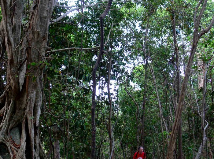 Foret Batu Baginde