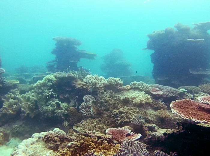 Coraux Lengkuas Belitung Indonesie