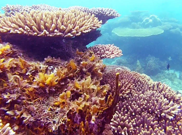 Coraux Lengkuas Belitung Indonesie