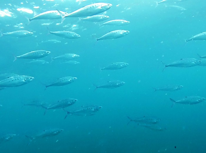 Banc poissons Belitung Indonesie