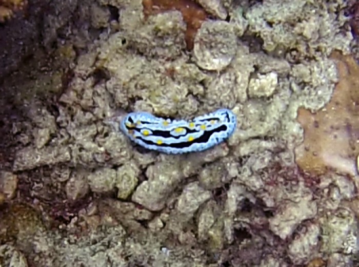 lievre de mer Belitung Indonesie
