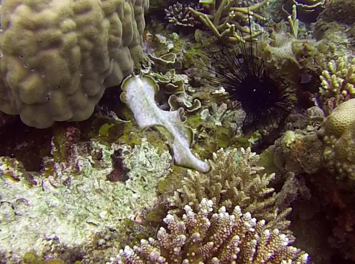 Limace de mer Belitung Indonesie