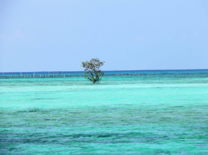Paletuvier pulau Langer Belitung Indonésie