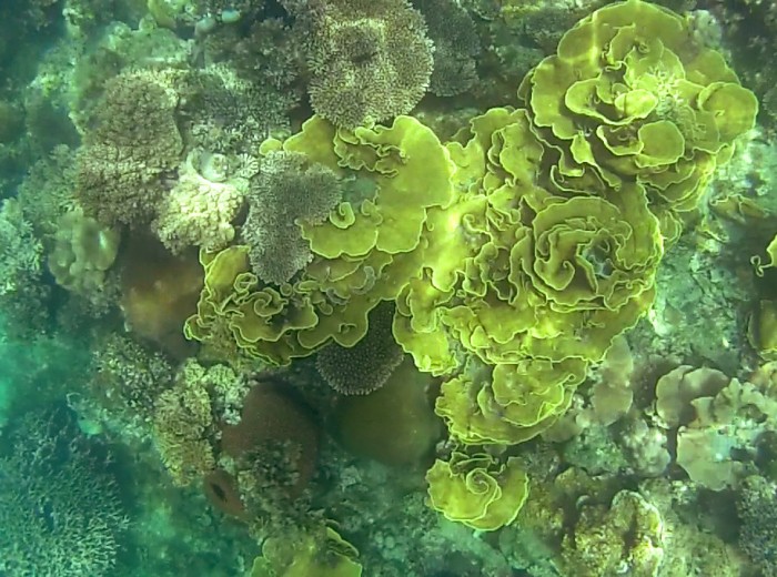 Coraux Selat Nasik Belitung Indonesie