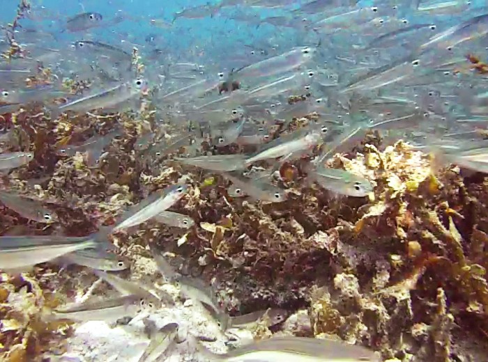 Sardines Belitung Indonesie Go Belitung