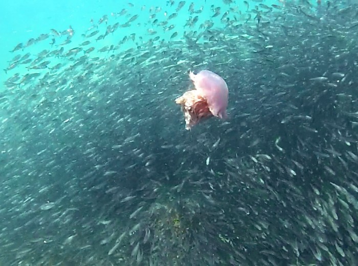Sardines et meduse Belitung Indonesie