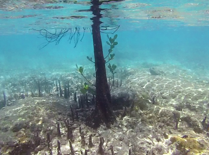 Paletuvier sous l’eau Belitung Indonesie