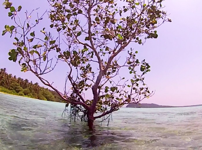 Paletuvier Belitung Indonésie