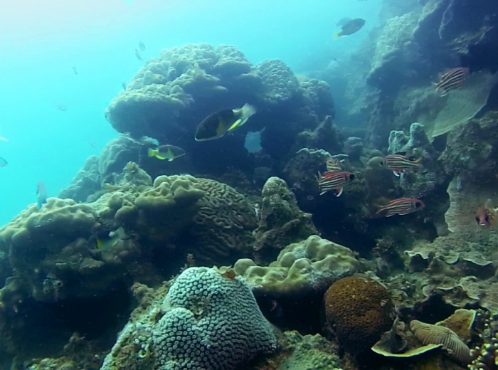 Ikan Selat Nasik Belitung Indonesie