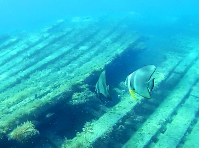Scallaire sur epave Belitung Indonesie