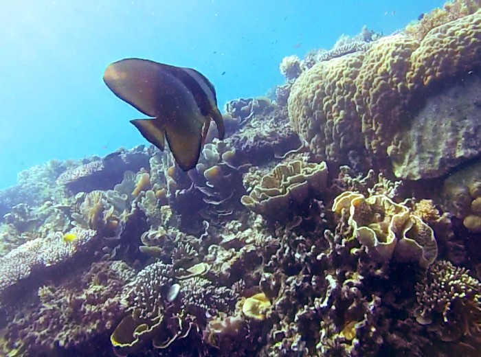 Scallaire sur epave Selat Nasik Belitung Indonesie