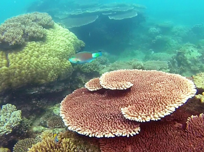 Poisson Perroquet Belitung Indonesie