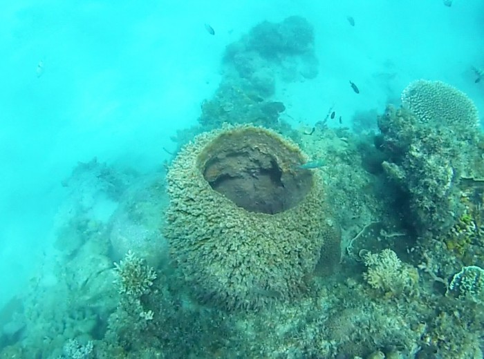 Eponge de mer Belitung Indonesie