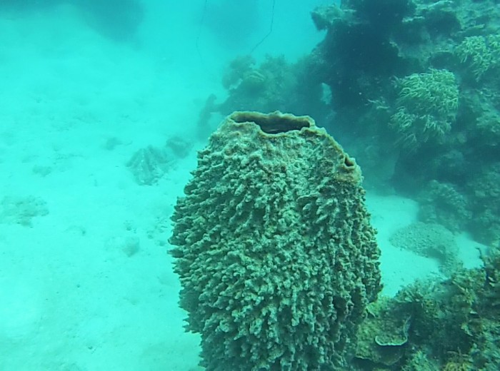 Eponge de mer Belitung Indonesie