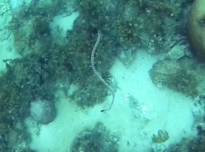 Serpent de mer Belitung Indonesie