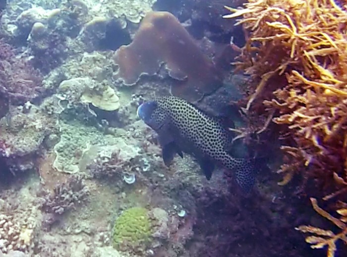 Poisson Melidang Belitung Indonésie Go Belitung