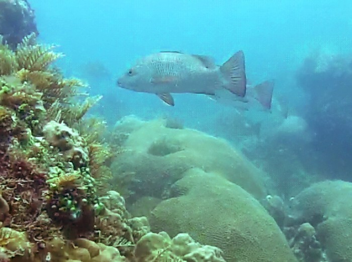 Poisson Melidang Belitung Indonésie Go Belitung