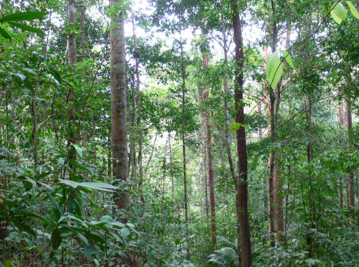Foret Gunung Tajam