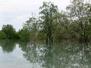 Futur-conservatoire-des-Crocodiles-de-Belitung-Indonésie