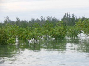 Mangrove-2-HKm-Seberang-Belitung-Indonésie