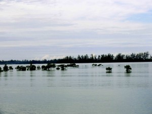 Mangrove-HKm-Seberang-Belitung-Indonésie
