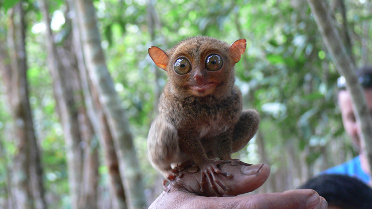 tarsius Go Belitung