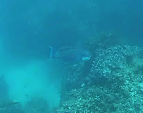 ikan  Belitung Indonésie Go Belitung
