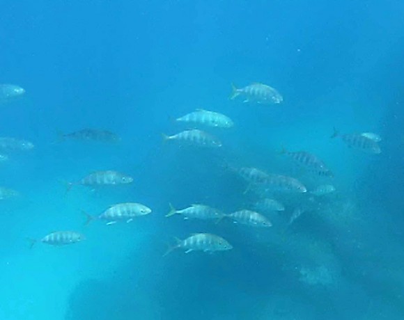 fonds marins Belitung Indonésie Go Belitung