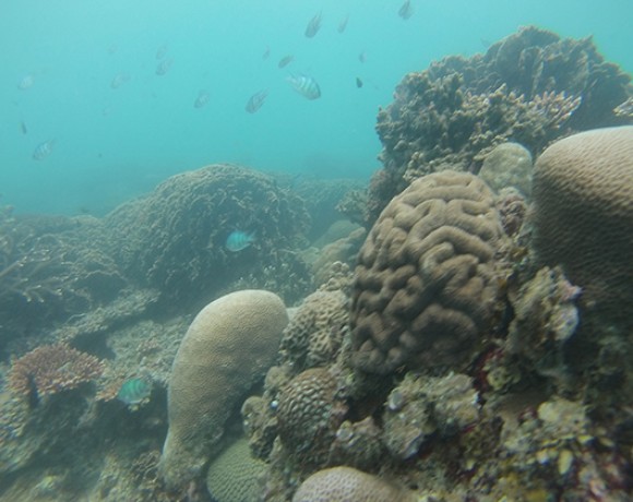 fonds marins Belitung Indonésie Go Belitung