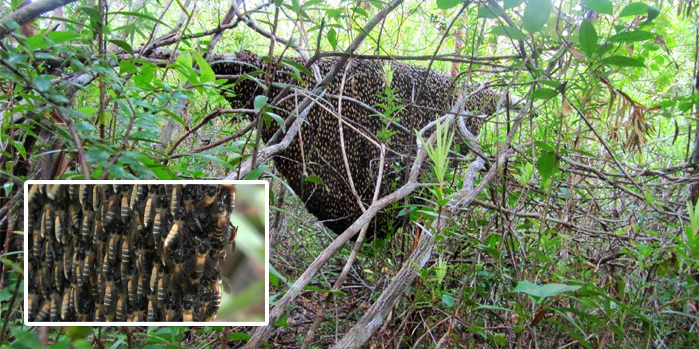 abeilles sauvages apis dorsata Belitung Island Indonesia gobelitung